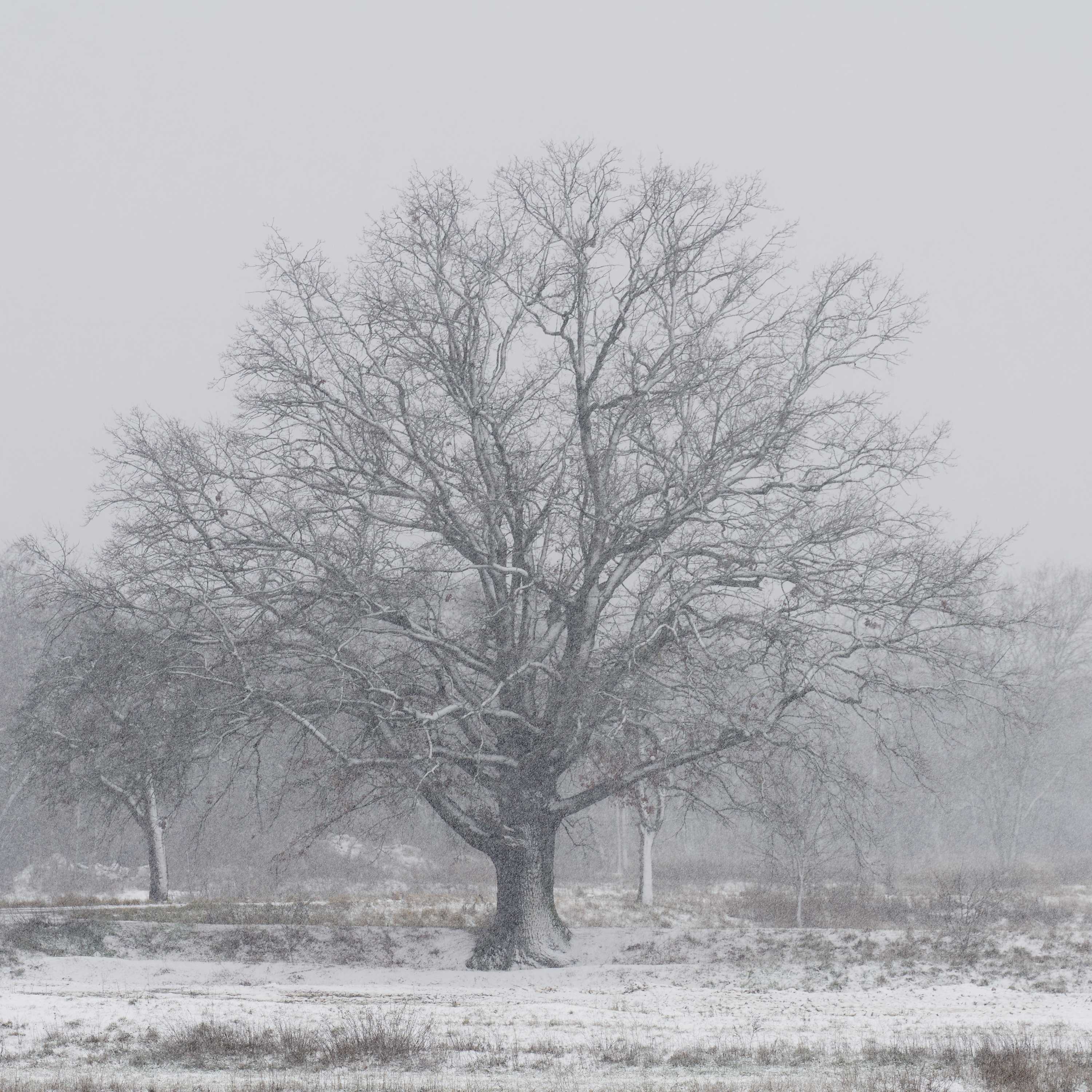 3000HQ-LANDSCAPE-Snow-0001