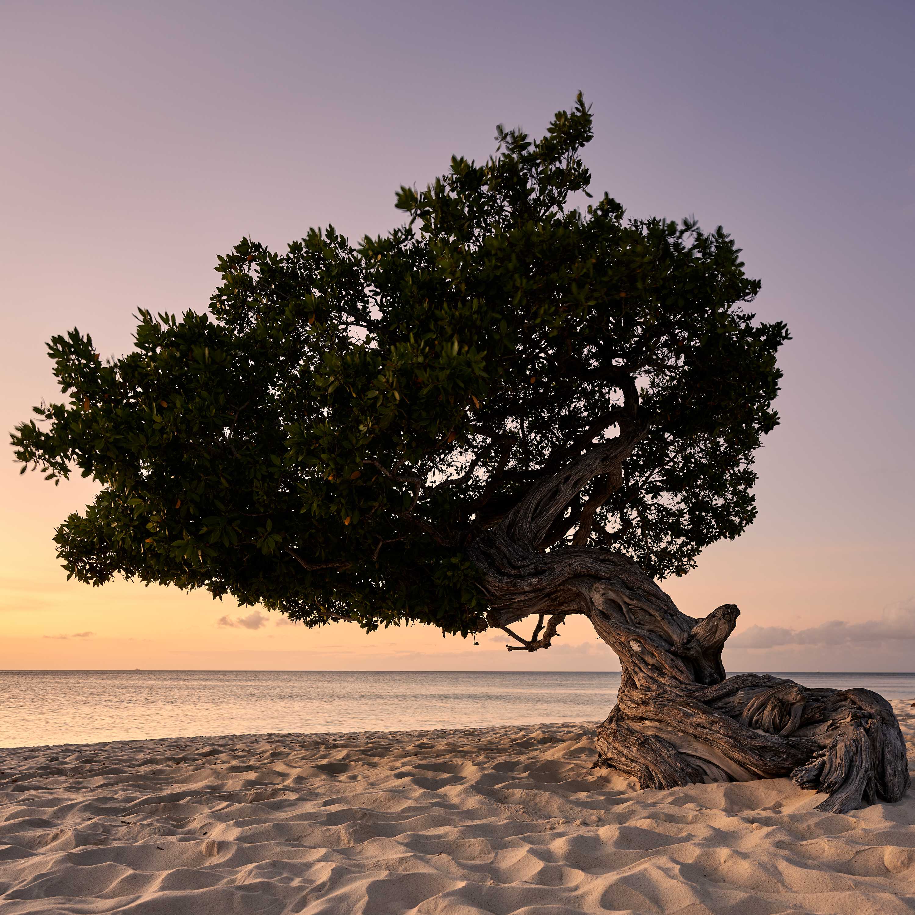 3000FQ-Aruba-0005-portfolio-landscape