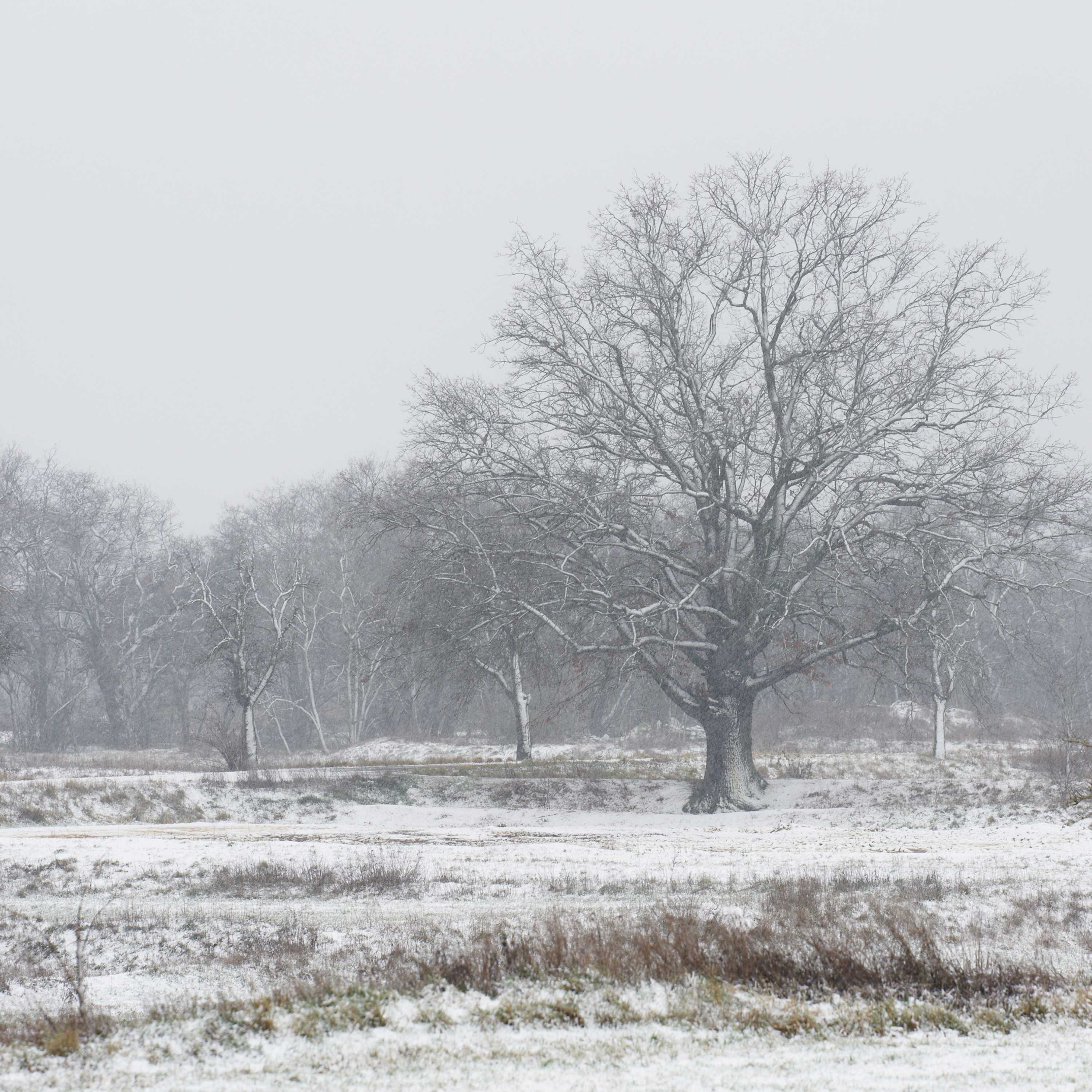 3000HQ-LANDSCAPE-Snow-0007-portfolio-landscape