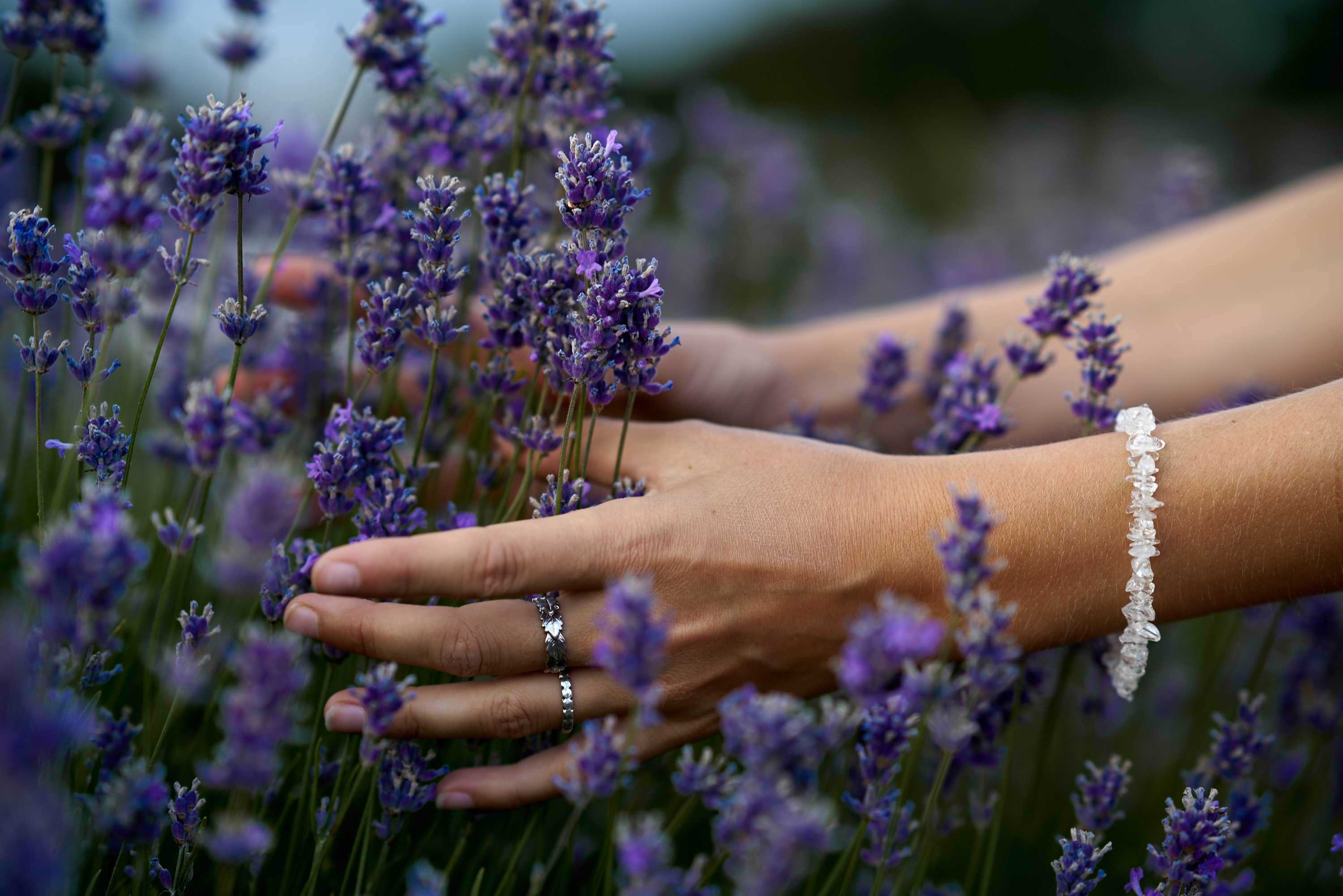 3000FQ-Jade-Lyon-Lavender-Fields-0014